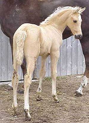 Viper  as a foal