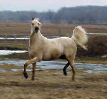 Viper as a 2 year old